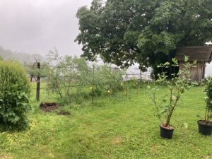 Wildheckenplanung vor Ort