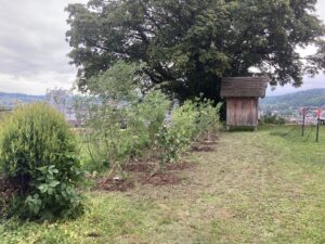 Die Wildhecke soll als Sichtschutz, Ballfang und Fruchthecke dienen.