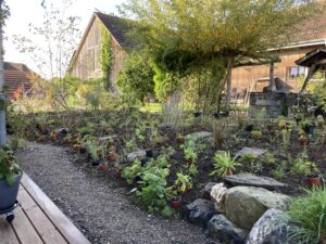 Die neue Staudenbepflanzung soll langfris g ohne Giessen auskommen.