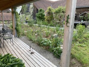 Die Stauden entwickeln sich am Anfang sehr unterschiedlich.